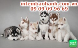 Chó Husky